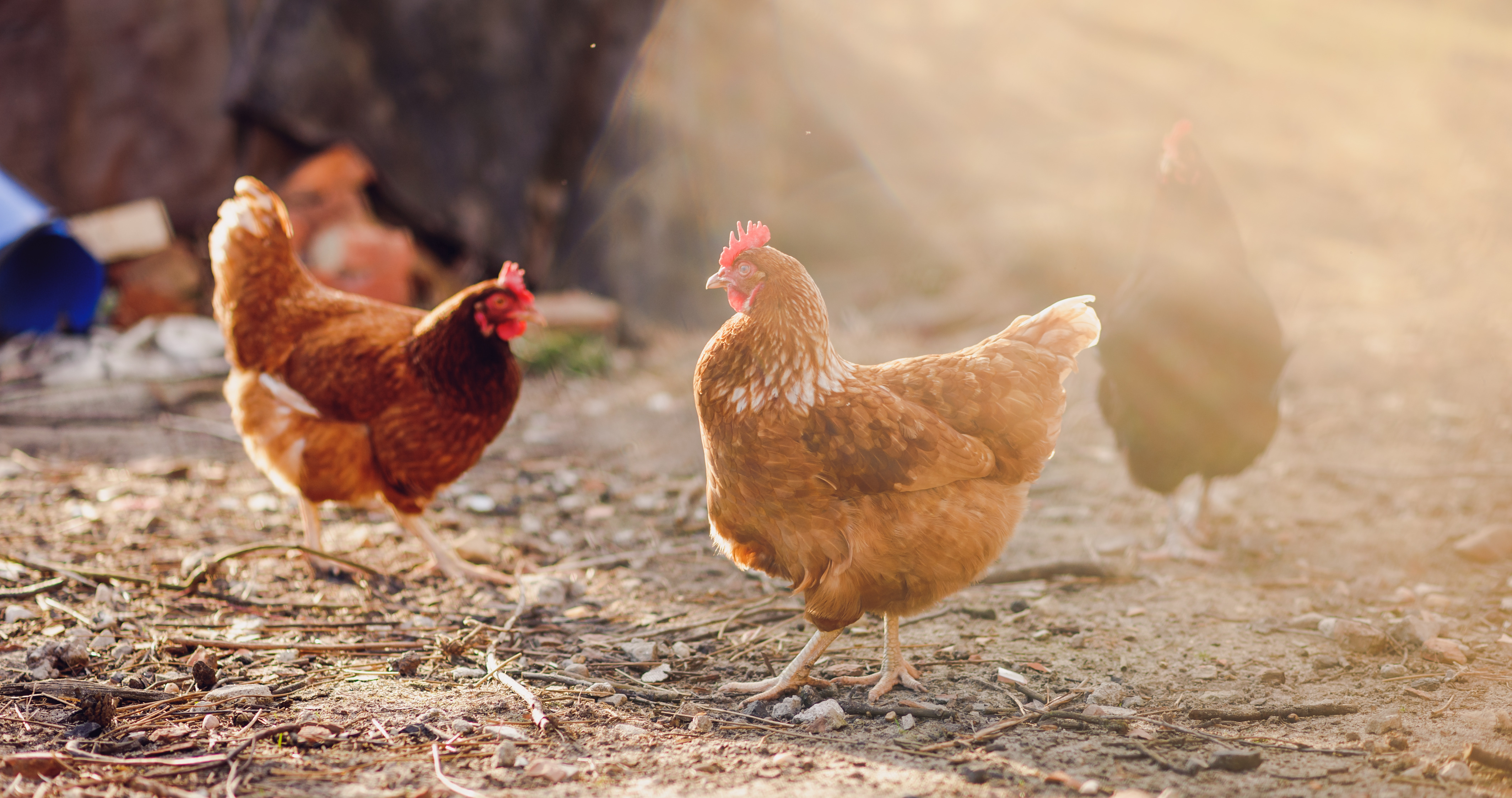 Des poulets au soleil