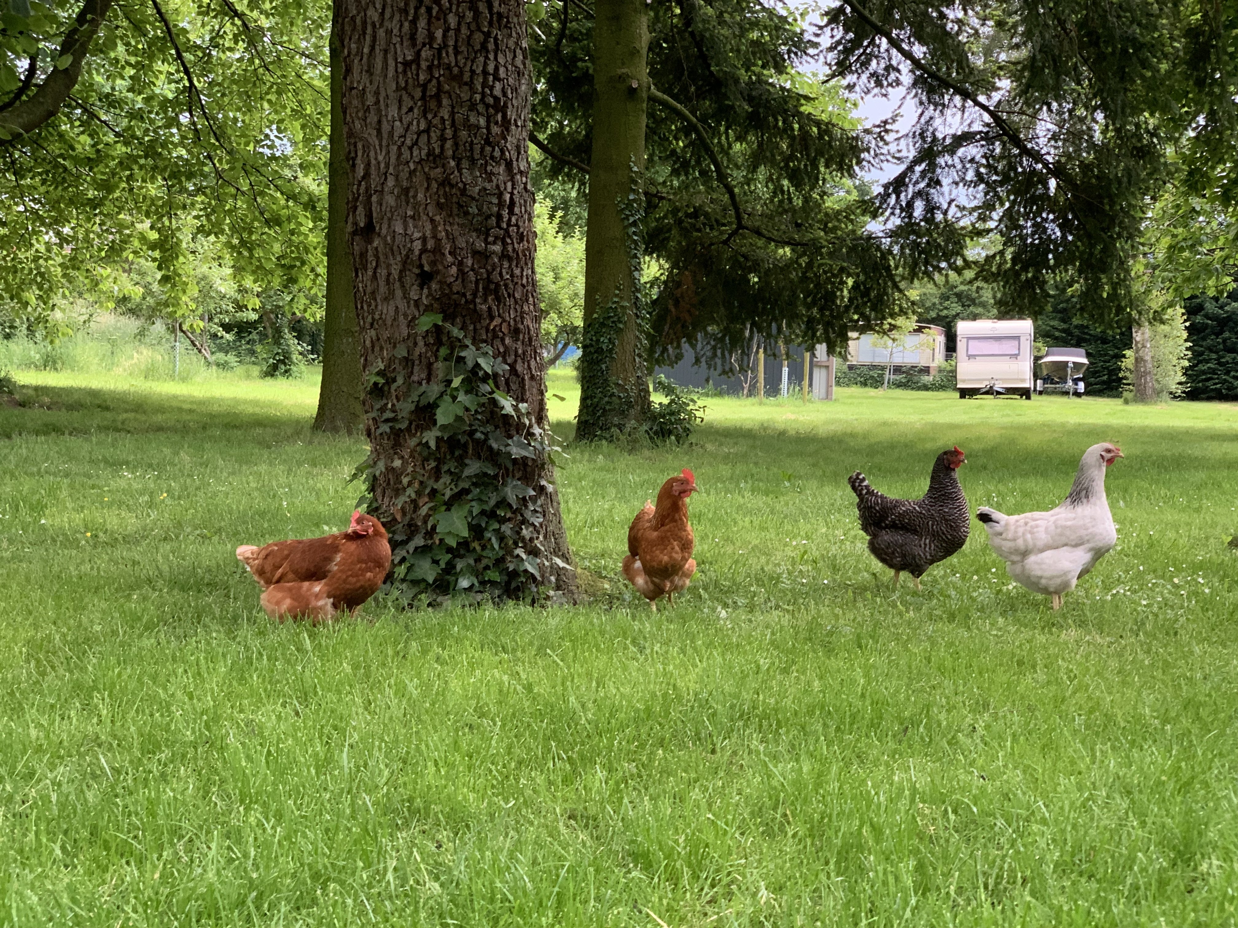 Bunte Geflügeltruppe